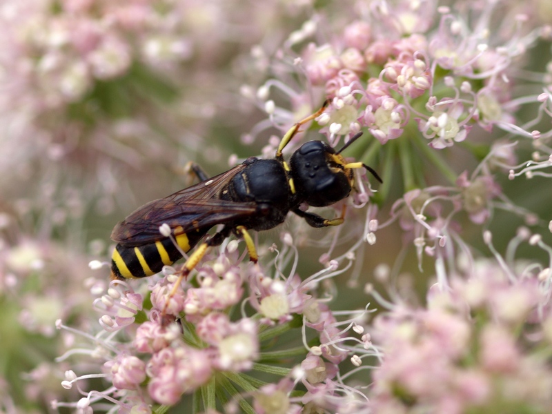 Ectemnius sp. (Crabronidae)